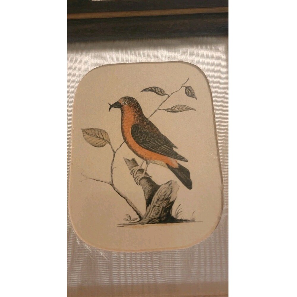 Le Bec-croise d Allemagne Crossbill, Martinet, Francois Nicolas ATQ Copperplate